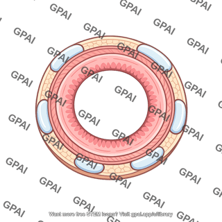 Bronchus cross section