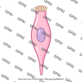 Taste receptor cell