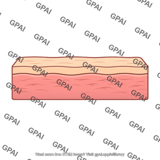 Skin cross section two layer