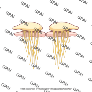 Olfactory nervous system