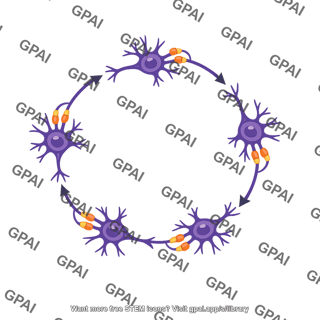 Reverberating interneuron circuit