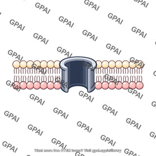 Cell membrane pore