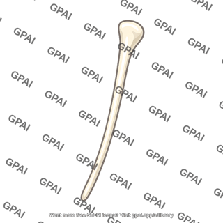 Malleus handle