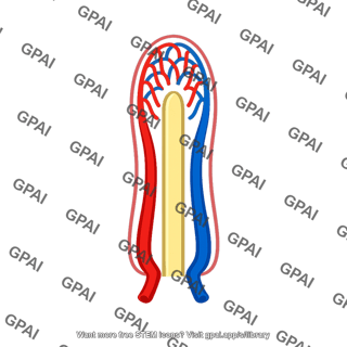 Intestinal villus microvasculature