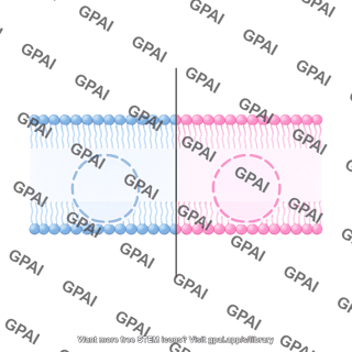 Membrane bilayer 2 cell comparison
