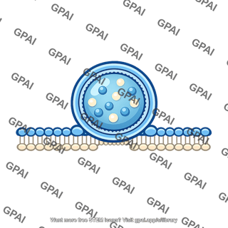 Insulin vesicle docked