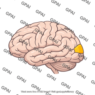 Anterior occipital lobe
