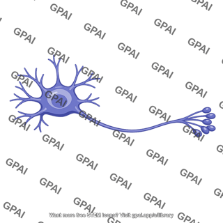 Multipolar neuron