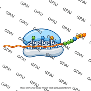 Rna translation