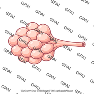 Exocrine gland