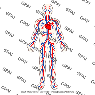 Circulatory system
