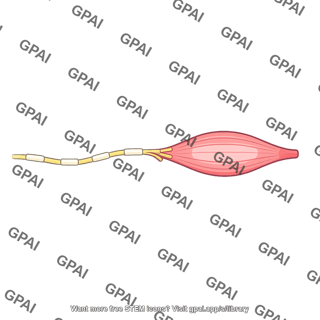 Gamma efferent fiber