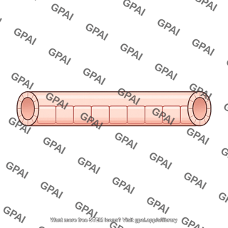 Loop of henle thick ascending segment