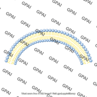 Circle membrane phospholipid bilayer large arc