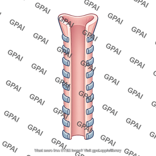 Trachea