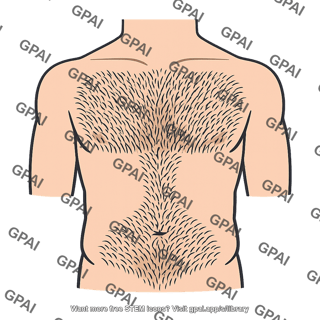 Body hair masculine distribution
