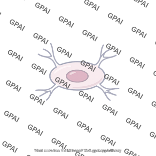 Neural support cell