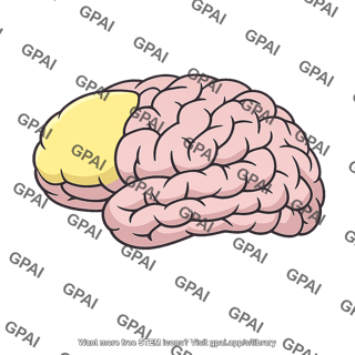 Prefrontal area