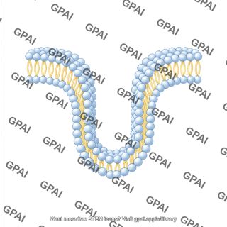 Membrane phospholipid bilayer invaginating