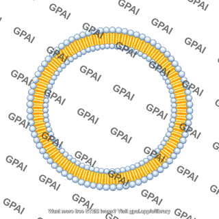 Circle membrane bilayer medium