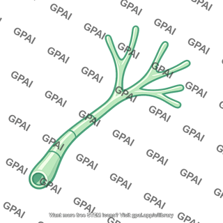 Terminal lymphatic