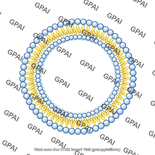 Circle membrane phospholipid bilayer small filled