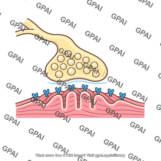 Neuromuscular junction