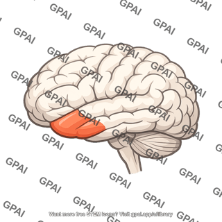 Ventral frontal lobe