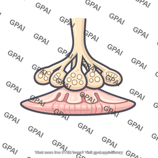 Skeletal neuromuscular junction
