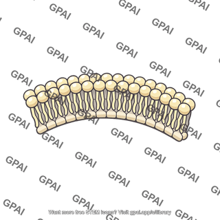 Platelet phospholipid