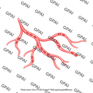 Branching capillary