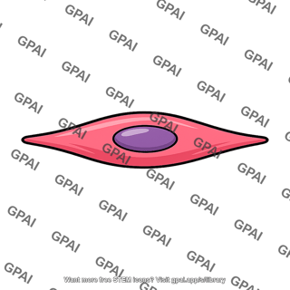 Vascular smooth muscle cell