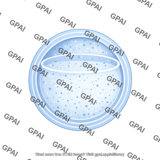 Vesicle medium stage 1