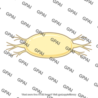 Paravertebral ganglion