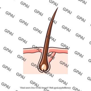 Hair follicle piloerected