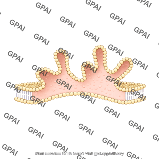 Ruffling membrane bilayer