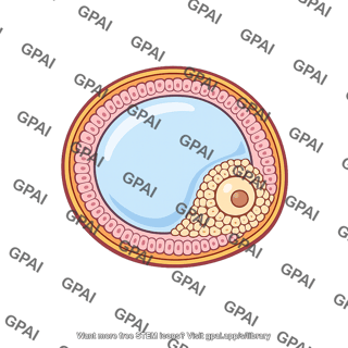 Vesicular follicle