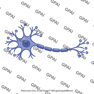Multipolar neuron