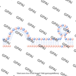 Membrane with small vesicle linear stage 2