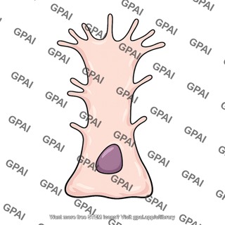 Sertoli cell