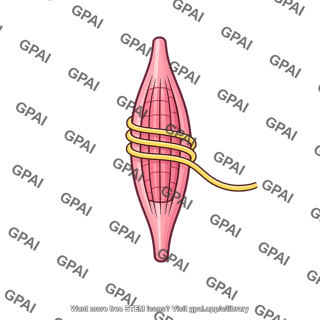 Muscle spindle primary ending