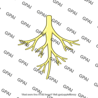 Lumbar spinal nerve