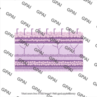 Mycobacterial membrane