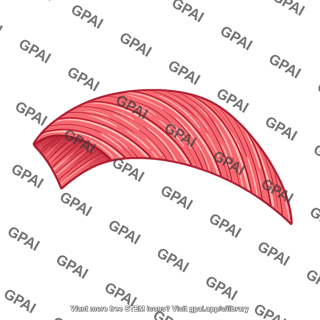 Subepicardial muscle layer