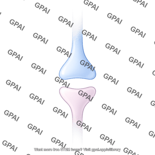 Synaptic cleft blank