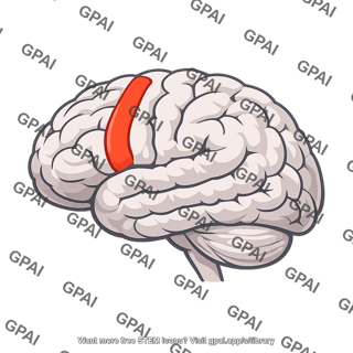 Brain motor area