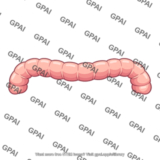 Transverse colon