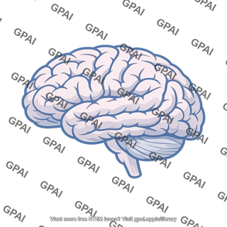 Human brain