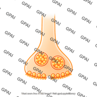 Pre synaptic membrane vesicle 2