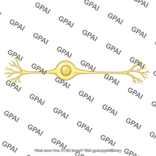 Sensory neuron